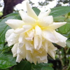 white rose