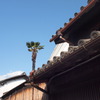 町屋と南国ソテツ