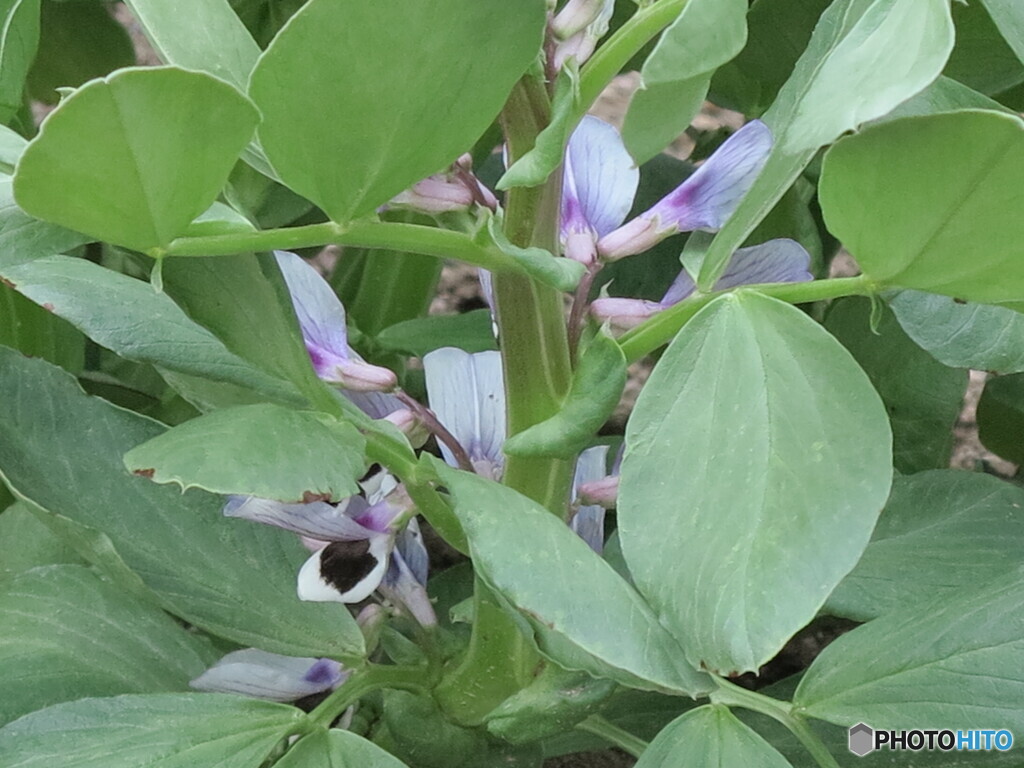 ソラマメの花