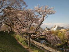 武庫川河川敷の桜