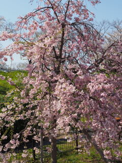 枝垂桜