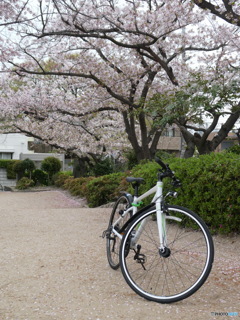 桜と自転車