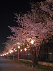 夜桜の並木道