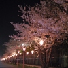 夜桜の並木道