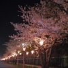 夜桜の並木道