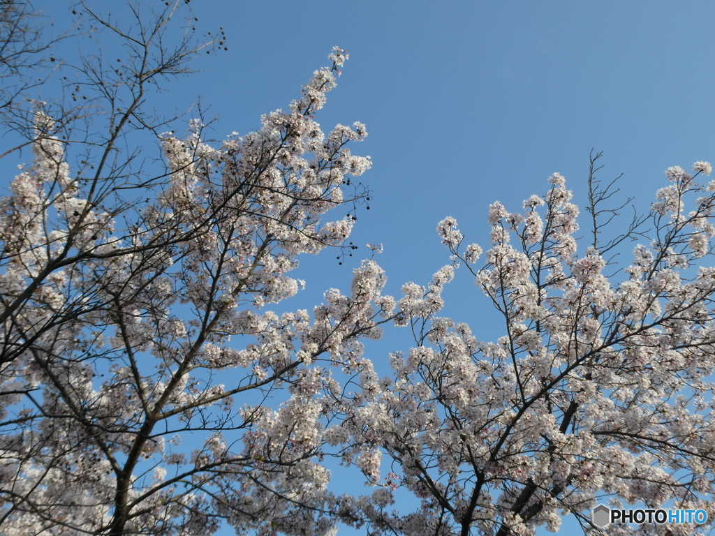 蓬川緑地の桜