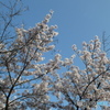 蓬川緑地の桜