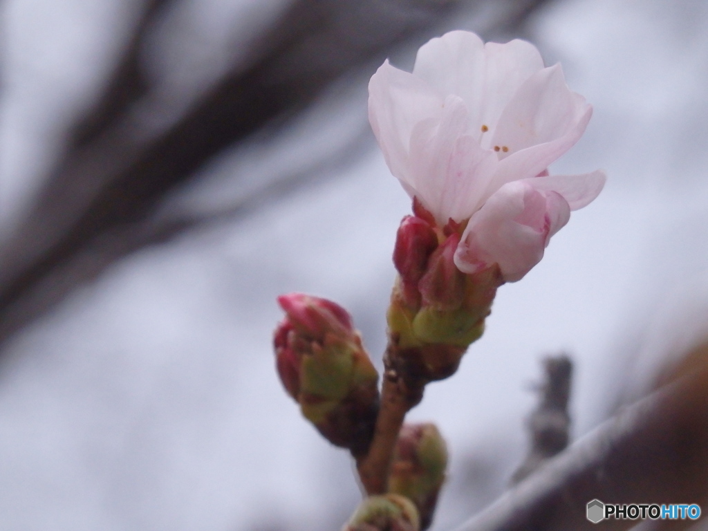 初桜　心踊らせ　二度見する