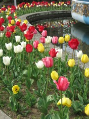 チューリップと水鏡