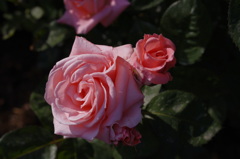 rose No.1