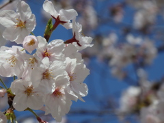青空の下の桜