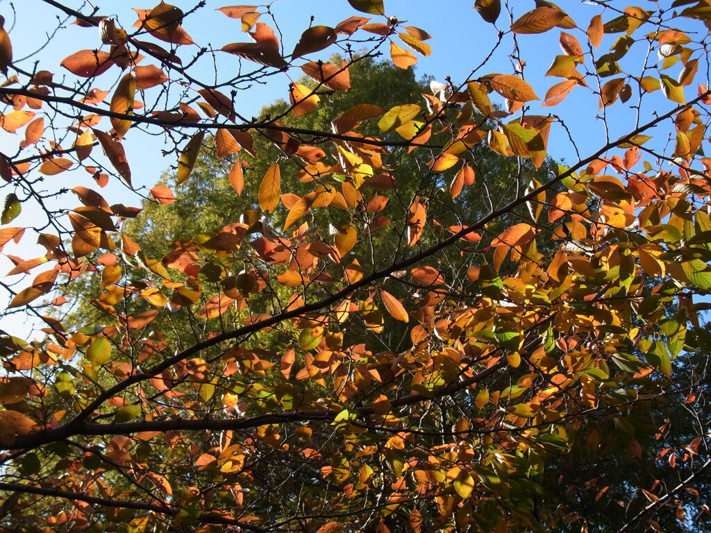 桜紅葉　透過祭り