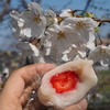 花も大福も