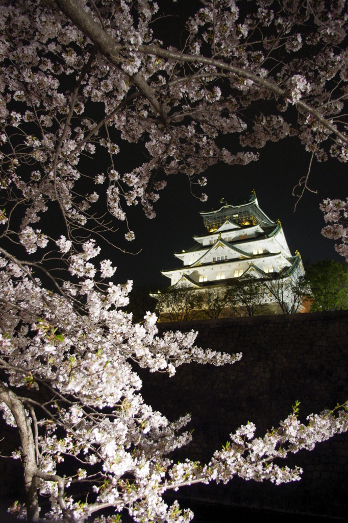 天守閣と夜桜