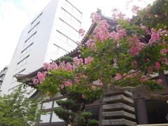 太融寺の百日紅（さるすべり）