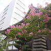 太融寺の百日紅（さるすべり）