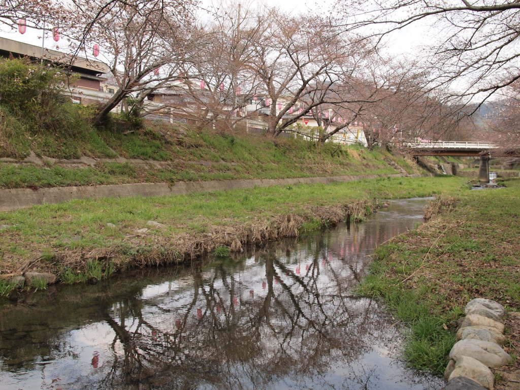 水鏡と桜