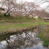 水鏡と桜