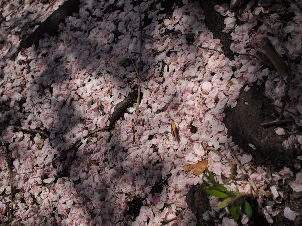 散りてもなお美しき桜