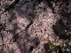 散りてもなお美しき桜