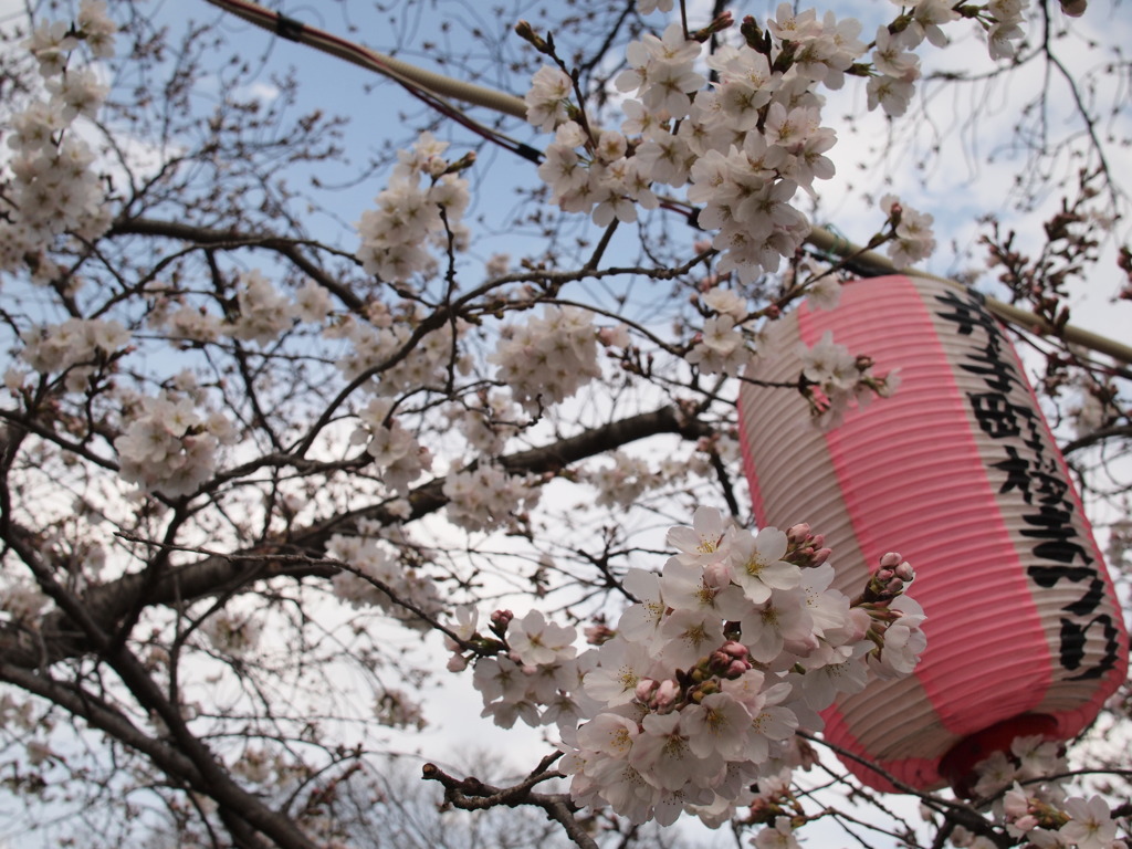 井手町桜まつり