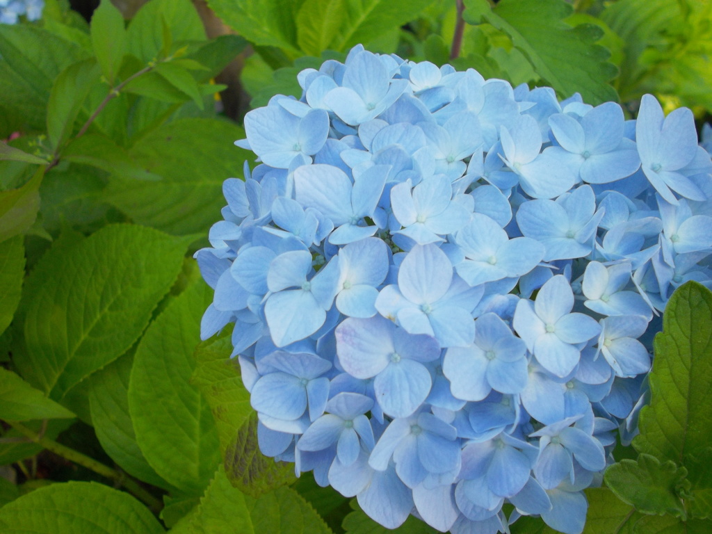 紫陽花