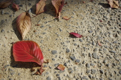 Red Cherry Leaf