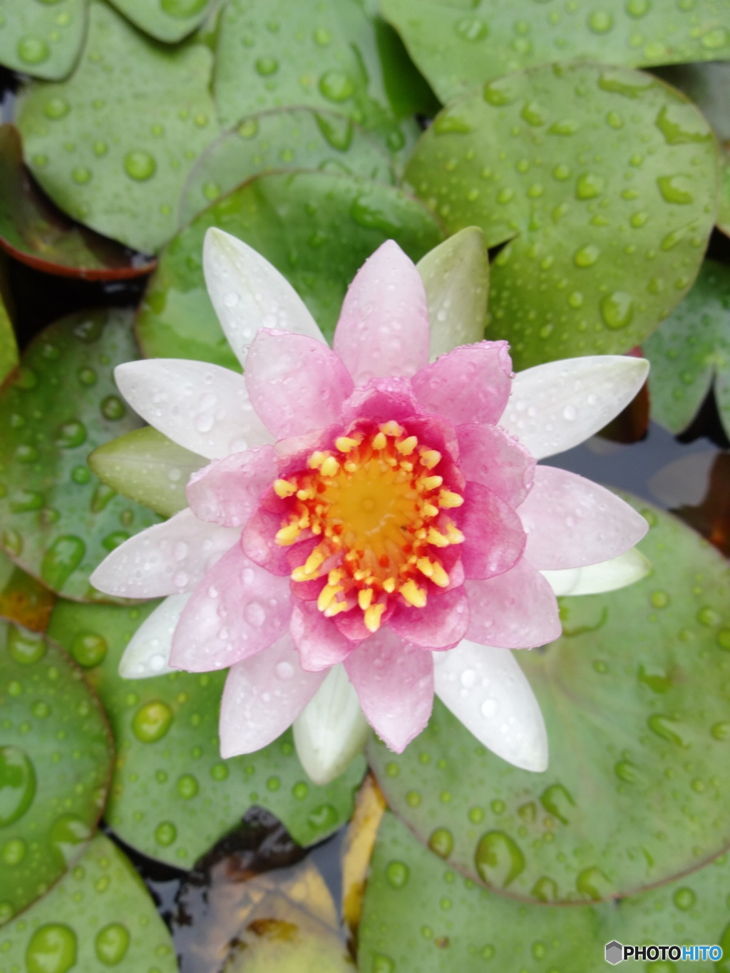 雨に濡れた睡蓮