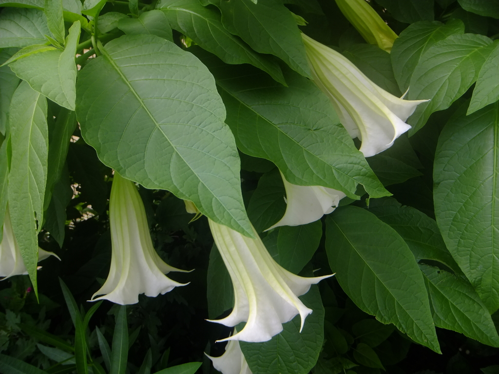 Angel's Trumpet