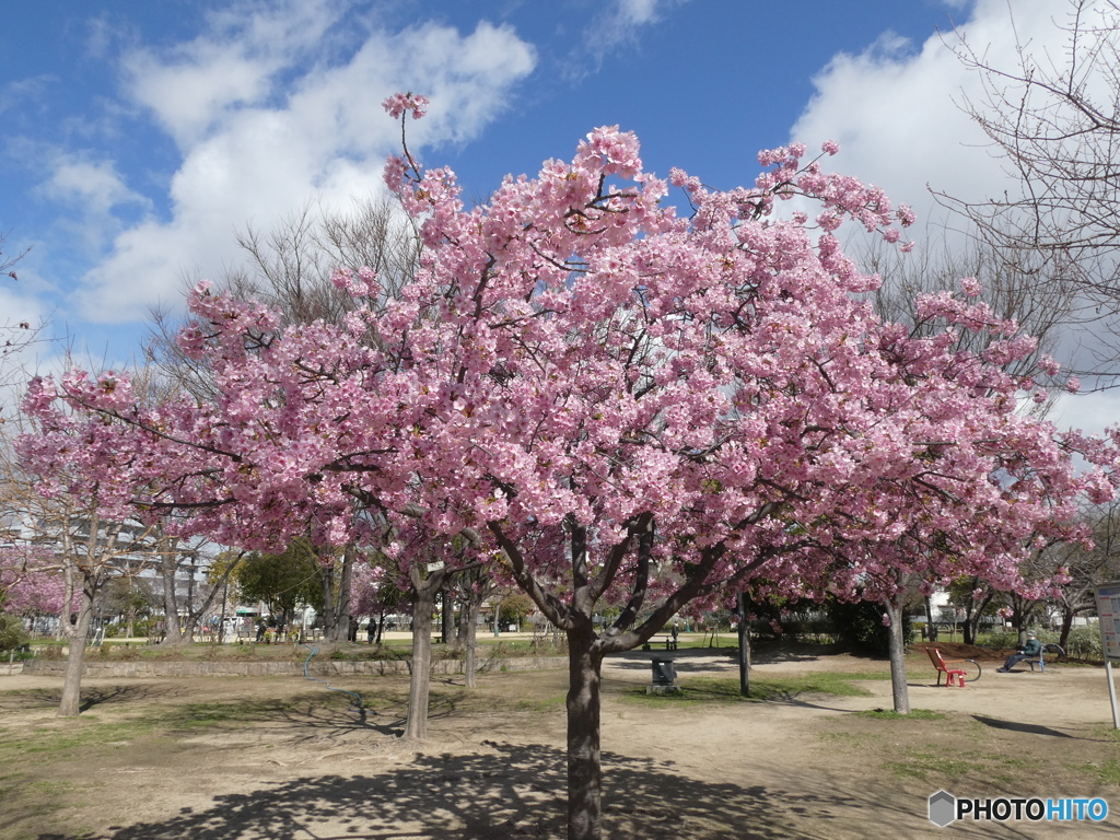 笹原公園の河津桜