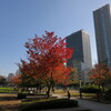 中之島公園の秋