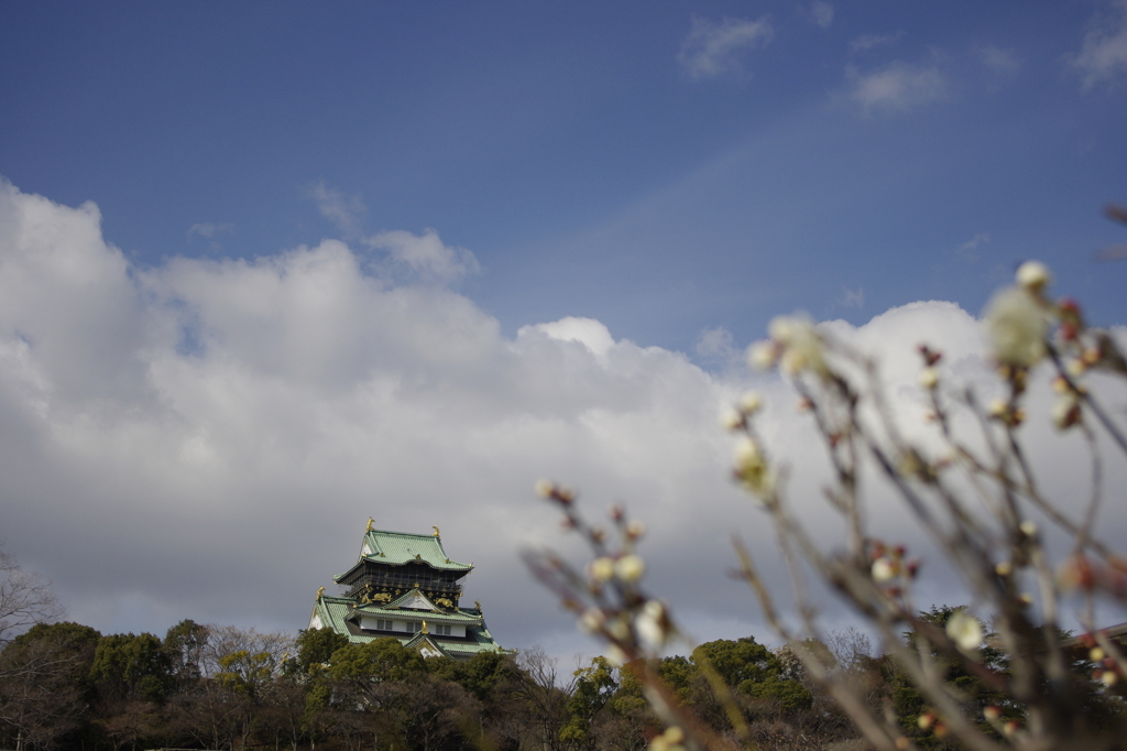 大阪城と白梅