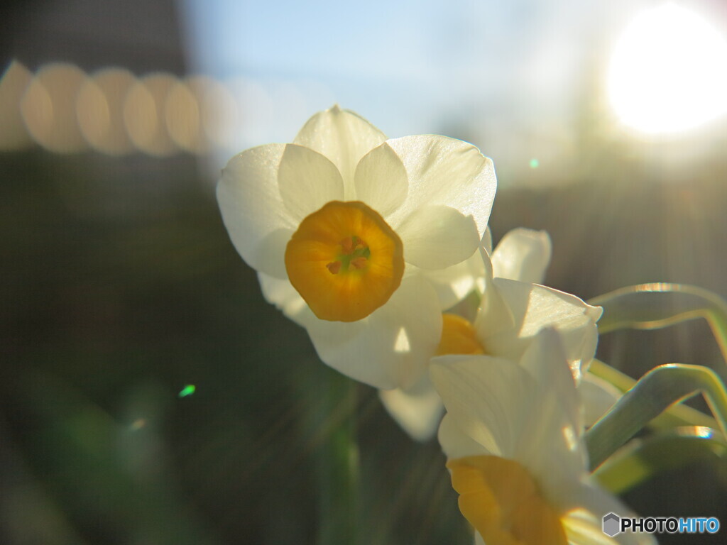 水仙
