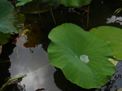 Water Proof Leaf