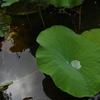 Water Proof Leaf