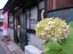 下町の紫陽花