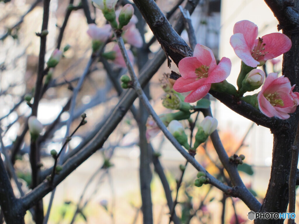 木瓜の花