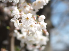 桜、桜！