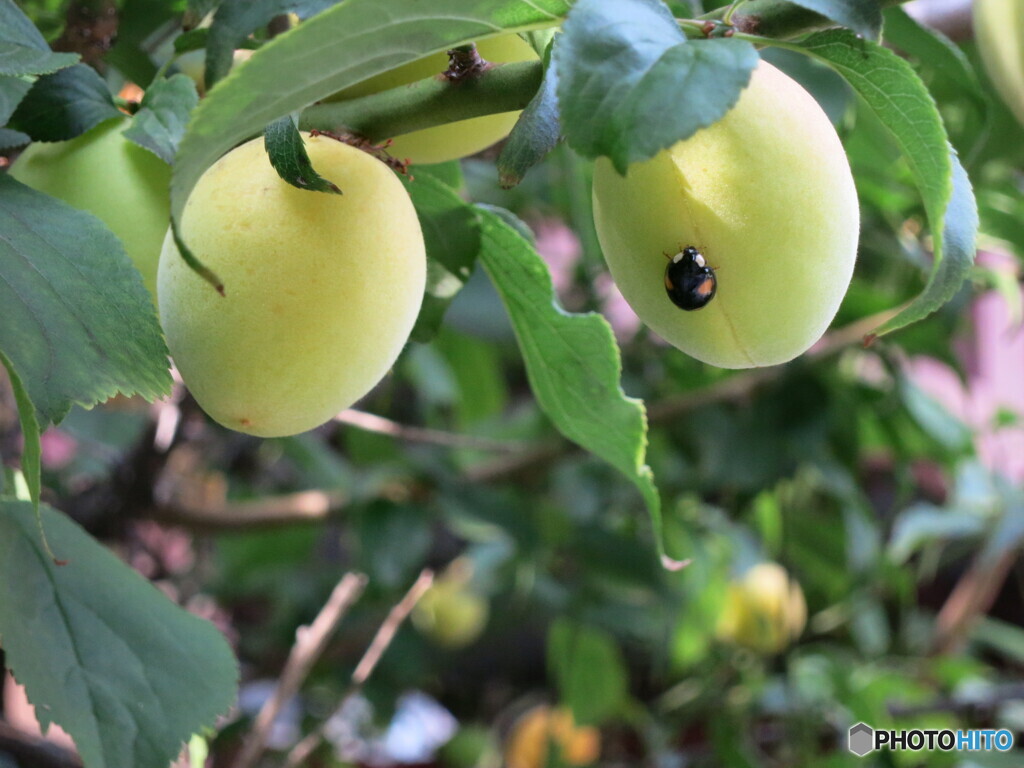 てんとう虫と青梅