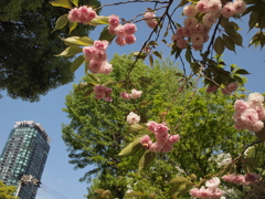 福島区の桜とビルディング