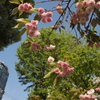福島区の桜とビルディング