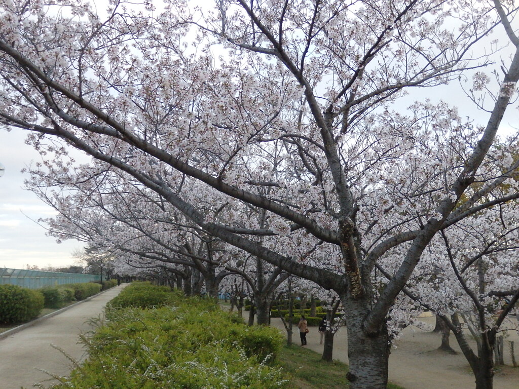 瑞ケ池公園の桜