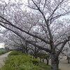 瑞ケ池公園の桜