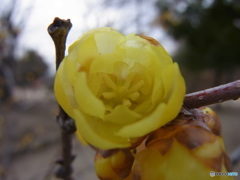 蝋梅