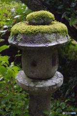 雨の下の苔灯篭