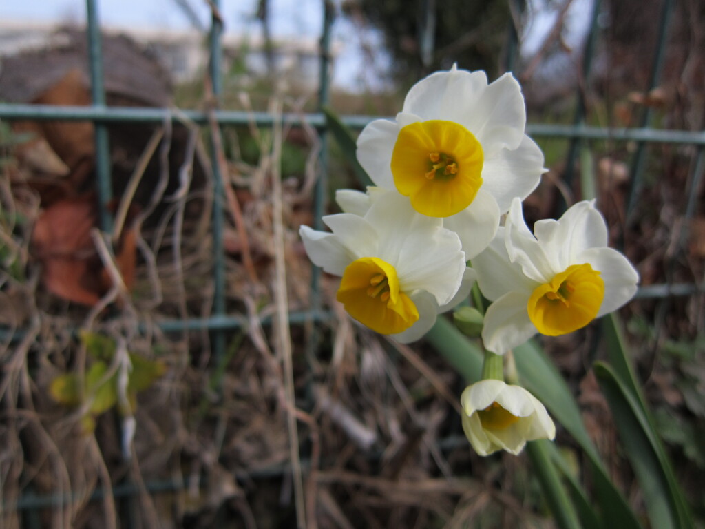 narcissus