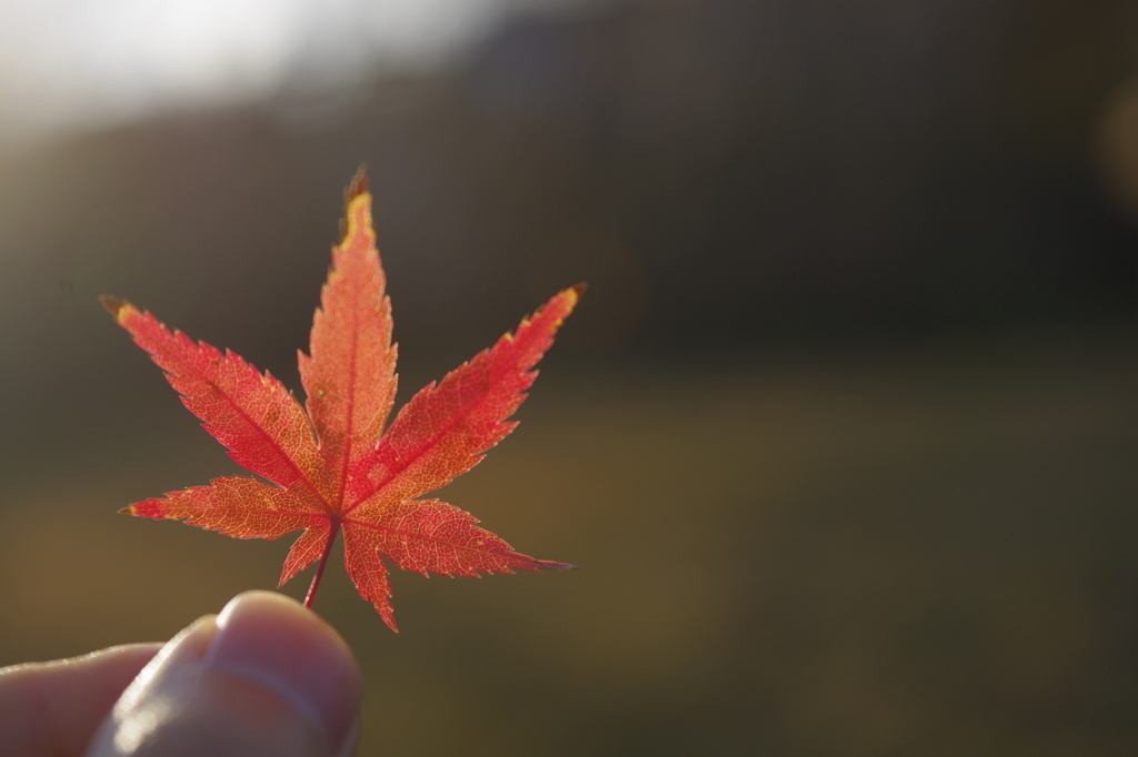 紅葉