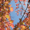 公園の紅葉　透過の輝き