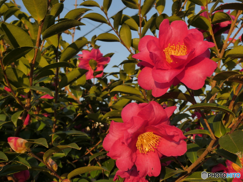 山茶花