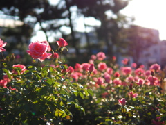 夕方のバラ
